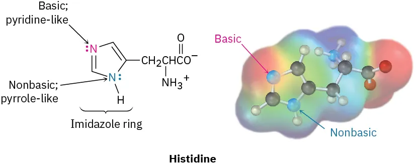 Ball-and-stick model with the electrostatic potential map and structure of histidine. Basic pyridine-like nitrogen, basic pyrrole-like nitrogen, and imidazole ring are labeled. Basic and nonbasic nitrogen are labeled in model.