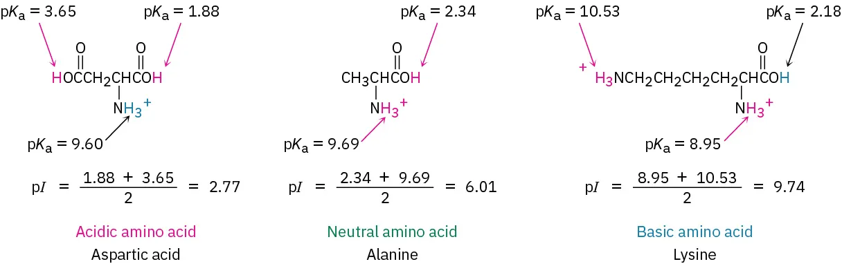 The p K a and p I values of acidic amino acid, aspartic acid, neutral amino acid, alanine, and basic amino acid lysine.