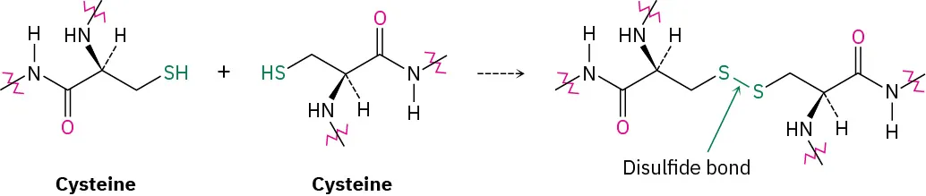 L-Cysteine dimerizes to  form a compound that has a disulfide bond present between the two cysteine structures.