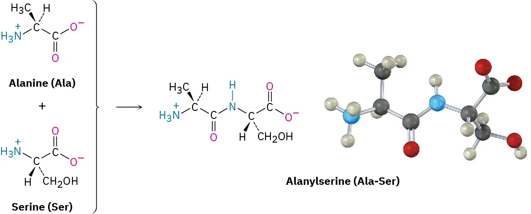 L-Alanine (Ala) reacts with L-serine (Ser) to form L, L-alanylserine (Ala-Ser). The figure also shows the ball-and-stick model of alanylserine.