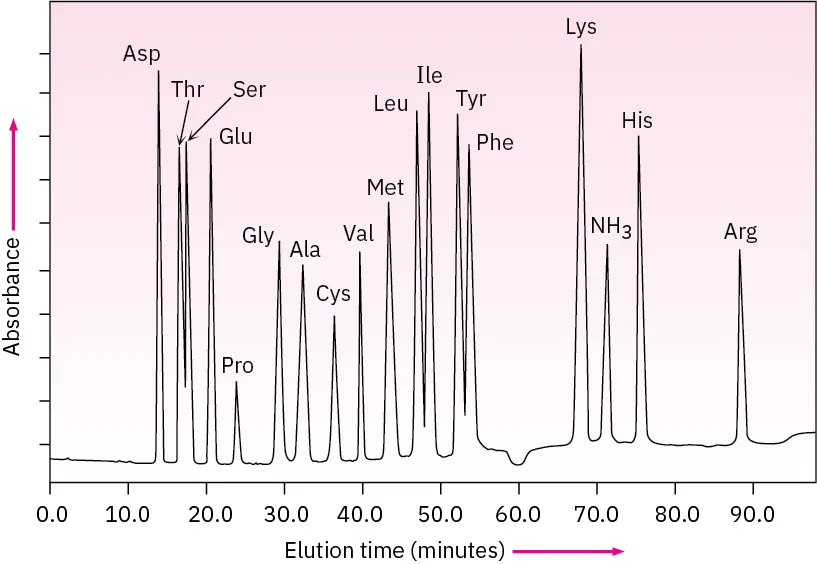 The figure shows the amino acid analysis of seventeen amino acids. It represents a graph with absorbance on the y-axis and elution time in minutes on the x-axis.