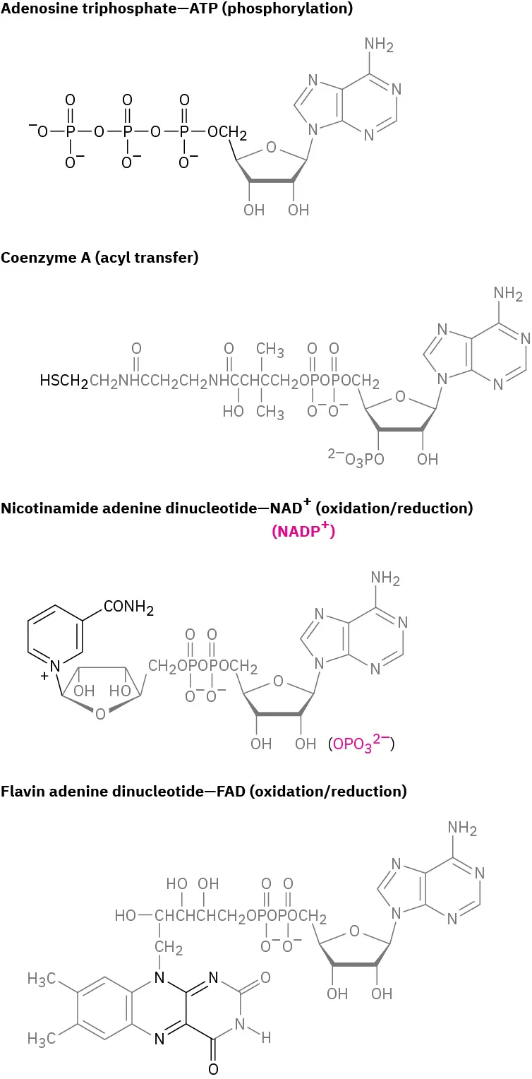 The structures of adenosine triphosphate (A T P), C o A, nicotinamide adenine dinucleotide (phosphate)  cation, and flavin adenine dinucleotide.