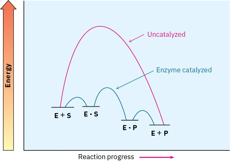 The energy diagrams for catalyzed and uncatalyzed reactions. The upper and lower curve represents the uncatalyzed and enzyme-catalyzed reactions, respectively. The x-axis denotes reaction progress and the y-axis denotes energy.