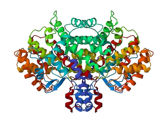 The coiled ribbon structure of citrate synthase. The structure has ribbons of green, blue, yellow, red, and orange colors.