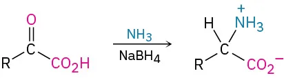 An alpha-keto acid undergoes reductive amination in the presence of ammonia and sodium borohydride to form an alpha-amino acid.