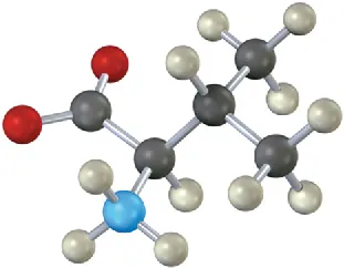 A ball-and-stick model of a four-carbon amino acid with a carboxylate anion at C 1, an amine at  C 1, and a methyl group at  C 3.