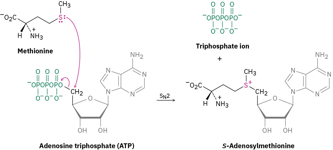 Methionine and adenosine triphosphate (A T P) undergo an S N 2 process, forming triphosphate ion and S-adenosylmethionine.