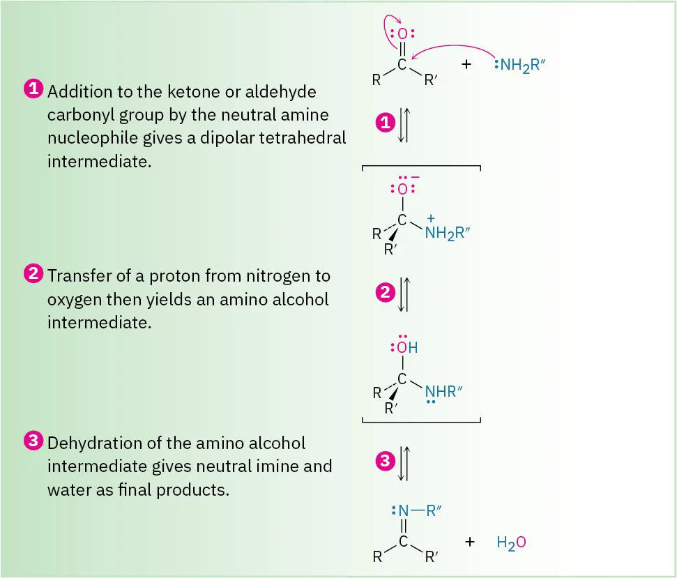 Mechanism of reaction of an amine with aldehyde or ketone; attack produces tetrahedral structure, protonation of oxygen follows, loss of O H minus gives neutral imine.