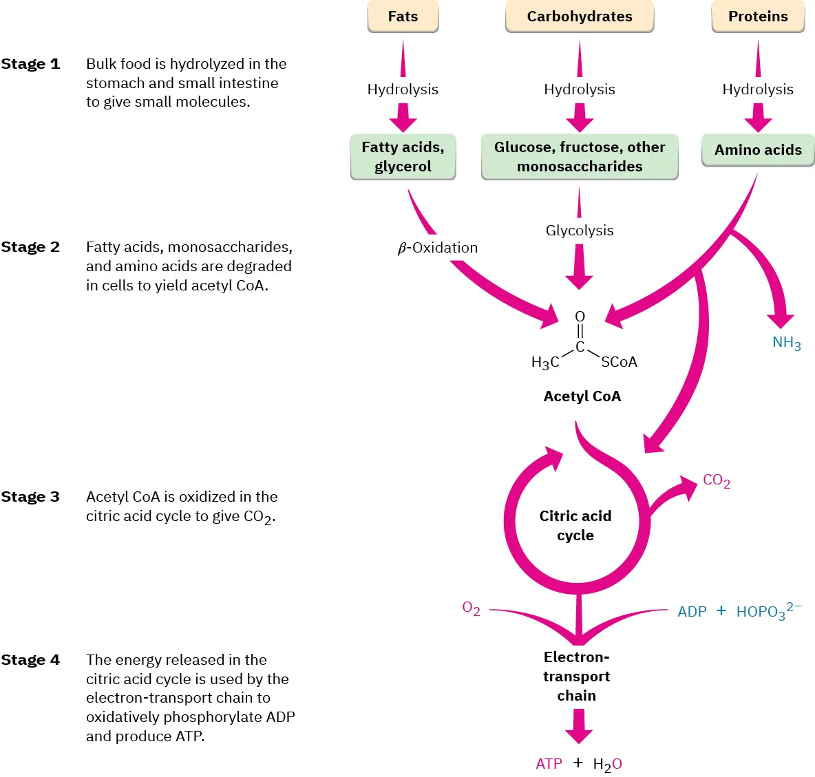 The production of adenosine triphosphate and water from fats, carbohydrates and proteins involves four stages. Acetyl coenzyme A formed in second stage undergoes citric acid cycle and electron-transport chain.