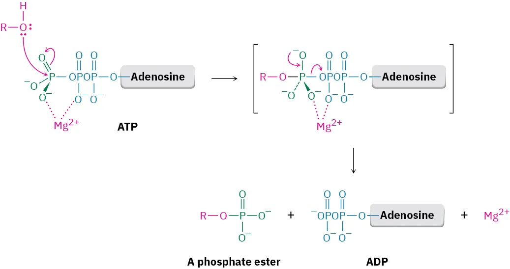 The reaction shows an alcohol reacting with adenosine triphosphate to form an intermediate, which decomposes to form a phosphate ester, adenosine diphosphate, and magnesium cation.