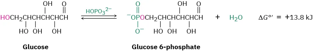 Glucose reacts reversibly with phosphate ion to give glucose-6-phosphate and water. The standard G value is equal to plus 13 point 8 kilojoules.