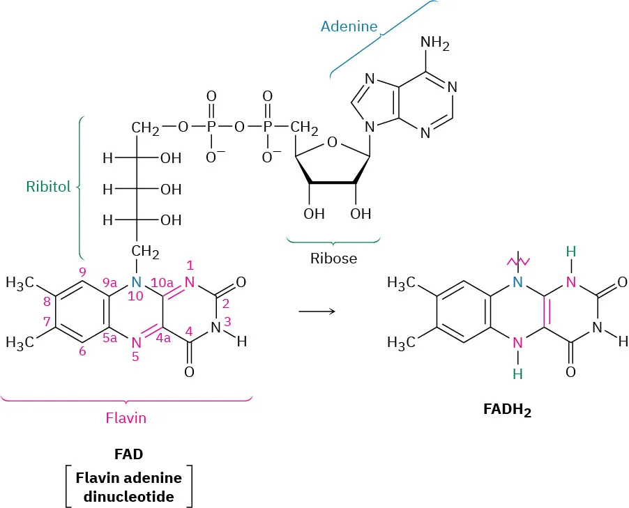 The oxidation of flavin adenine dinucleotide to flavin adenine dinucleotide dihydrogen. Flavin adenine dinucleotide contains flavin, ribitol, ribose, and adenine moieties.