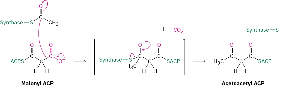 Acetyl synthase reacts with malonyl A C P to form an tetrahedral intermediate and carbon dioxide. This leads to acetoacetyl A C P and synthase connected to a sulfur anion.