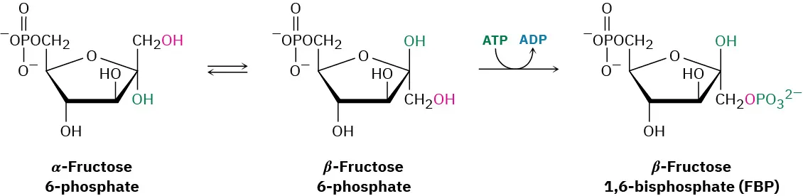 Alpha-fructose-6-phosphate isomerizes to beta-fructose-6-phosphate.  Condensation with adenosine triphosphate provides  beta-fructose 1,6-bisphosphate and adenosine diphosphate.