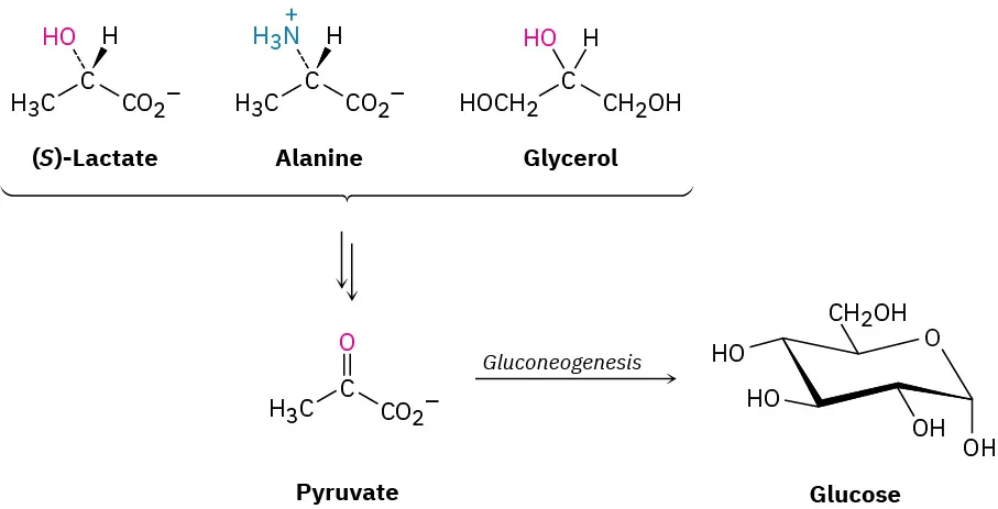 (S)-lactate, alanine and glycerol are oxidized to pyruvate. Pyruvate then undergoes gluconeogenesis to form glucose.