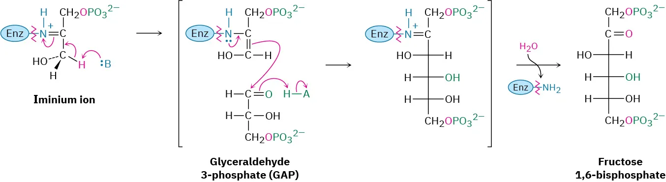 Deprotonation of an enzyme-bound iminium ion condenses with  glyceraldehyde-3-phosphate which upon isomerization providee fructose-1,6-bisphosphate.
