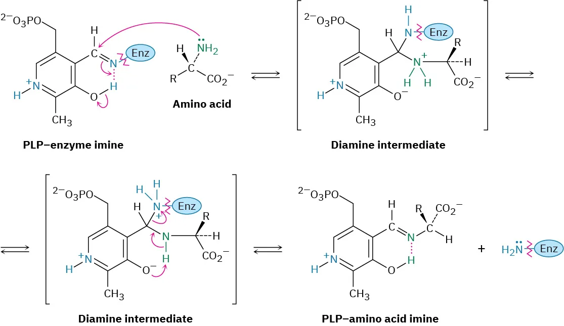 An enzyme-bound PLP-amino acid imine reacts with an amino acid to provide a diamine intermediate which decomposes to a PlP-amino acid imine and the free amino enzyme.