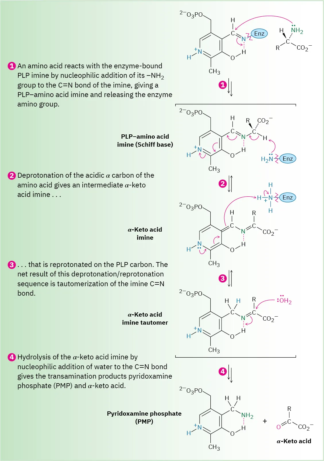 Enzymatic catalyzed deamination of an alpha amino acid to form an alpha-keto acid and pyridoxamine phosphate.