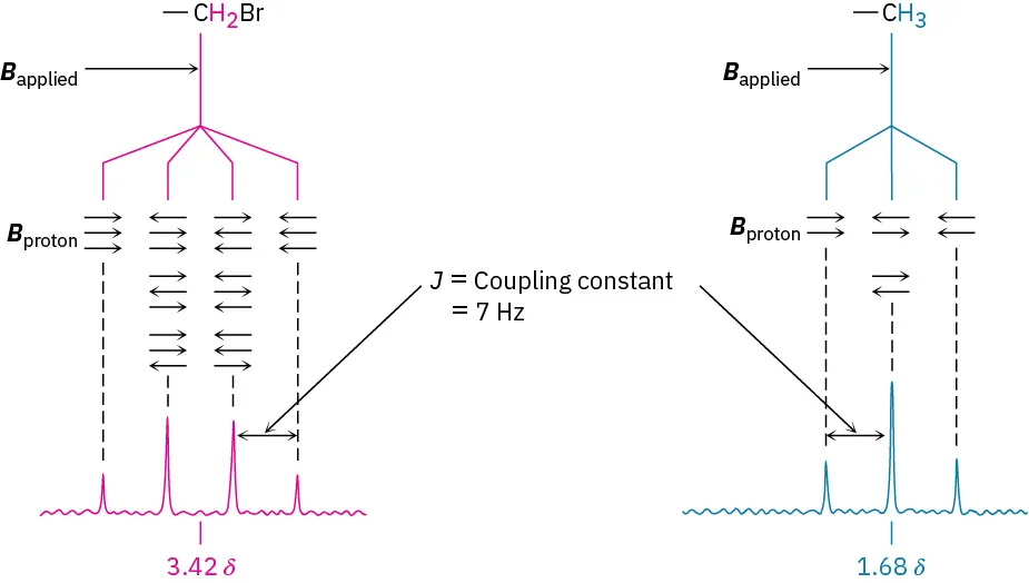 C H 2 B r splits into four branches and C H 3 splits into three branches, each with arrows labeled B proton and J values equals 7 Hertz.