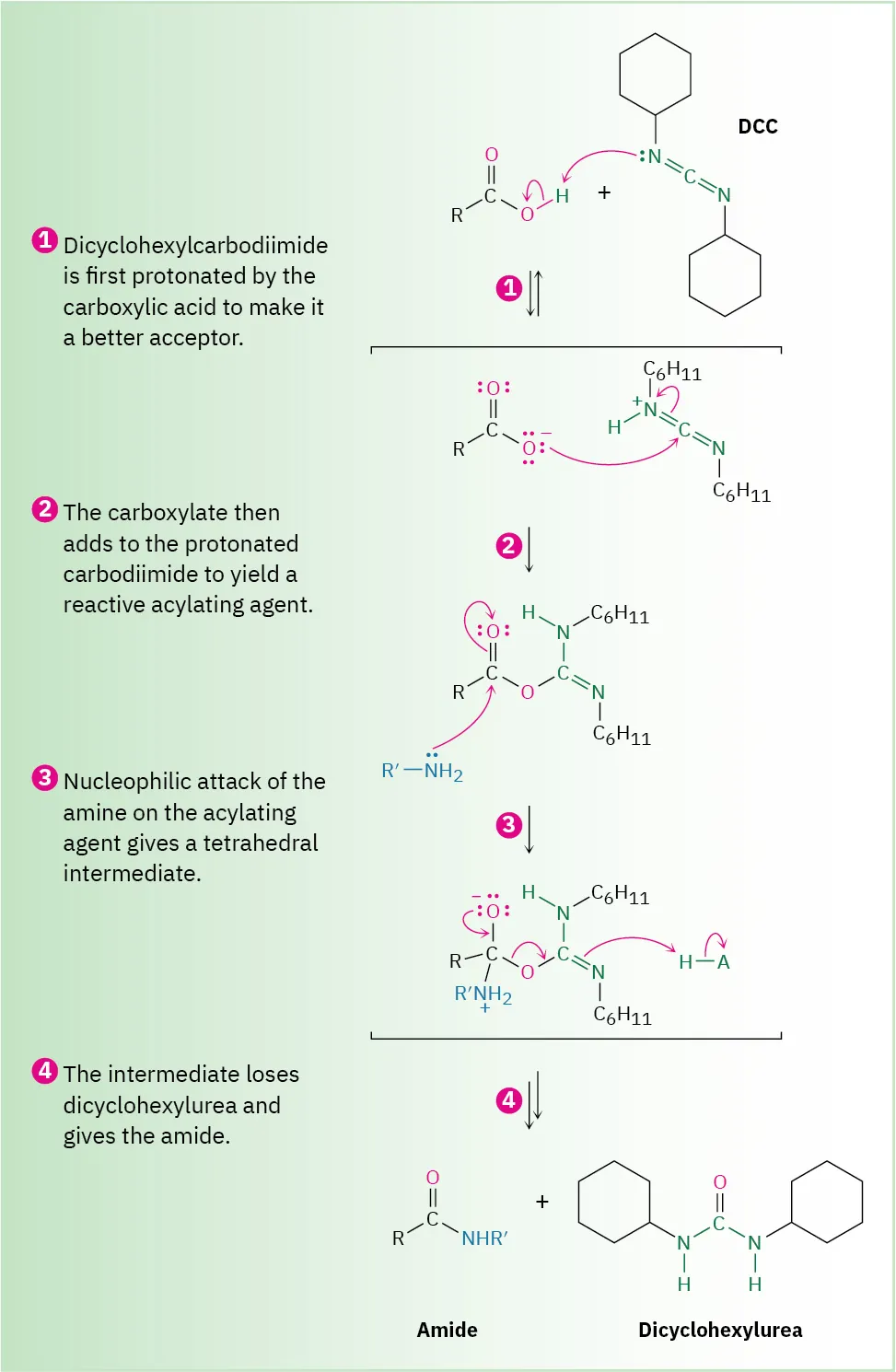 A curly arrow mechanism shows the four steps in the reaction between a carboxylic acid and dicyclohexylcarbodiimide (D C C) to form an amide and dicyclohexylurea.