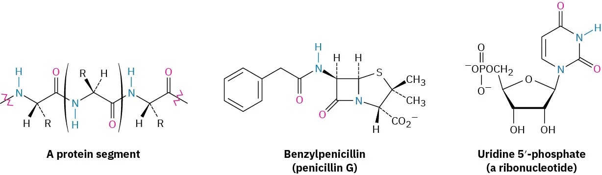 The first structure shows a protein segment. The second structure shows benzylpenicillin (penicillin G). Structure three shows a uridine-5 dash-phosphate (a ribonucleotide).All structures contain amide linkage (N H C O).