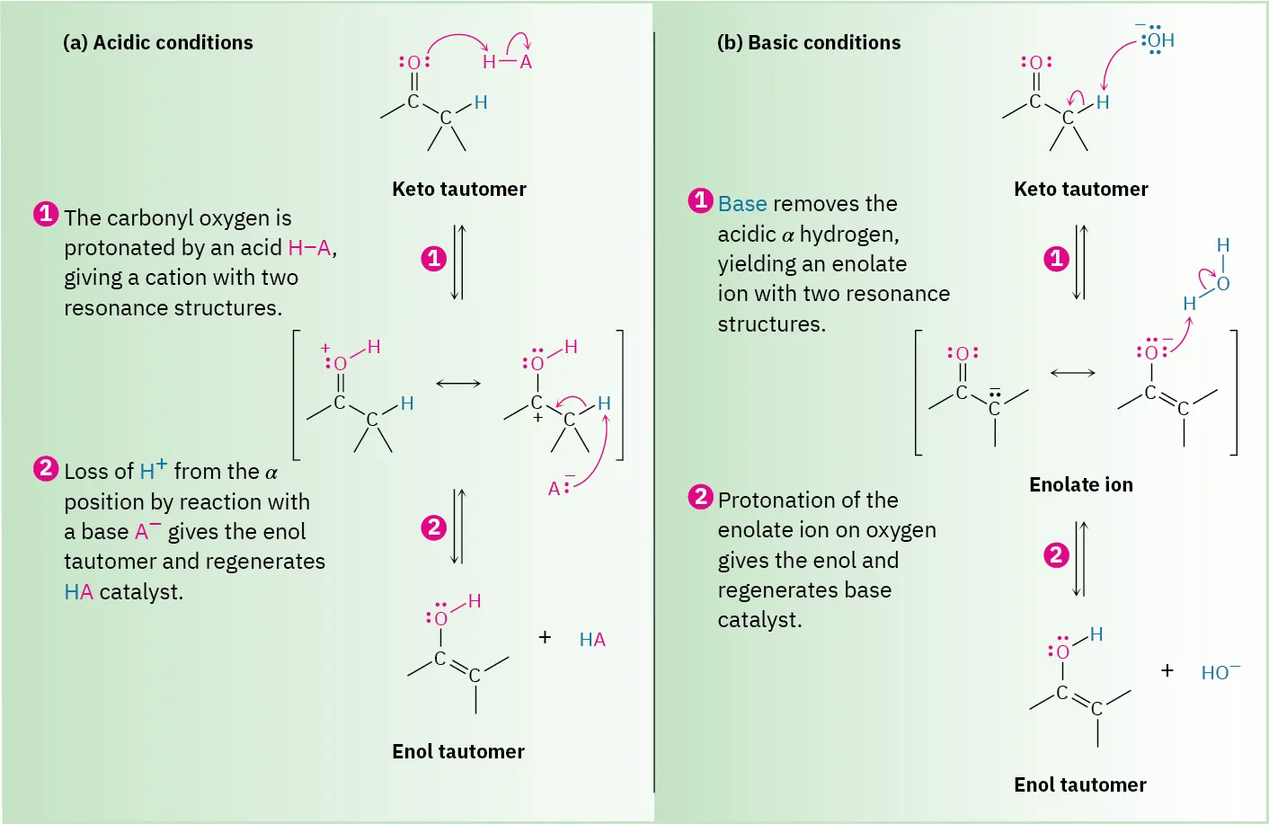 Reaction mechanisms for keto enol tautomerism under acidic and basic conditions.