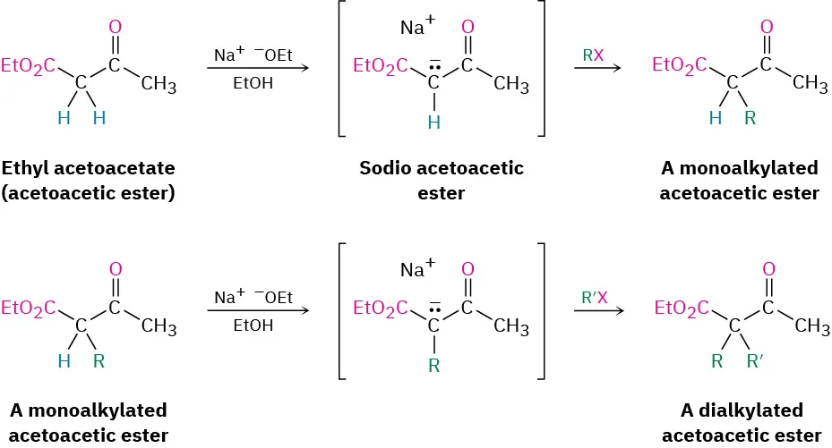 Ethyl acetoacetate reacts with sodium ethoxide to yield a sodio acetoacetic ester which reacts with R X to generate a monoalkylated acetoacetic ester. The monoalkylated species can be further alkylated using the same approach, the product being a dialkylated acetoacetic ester.