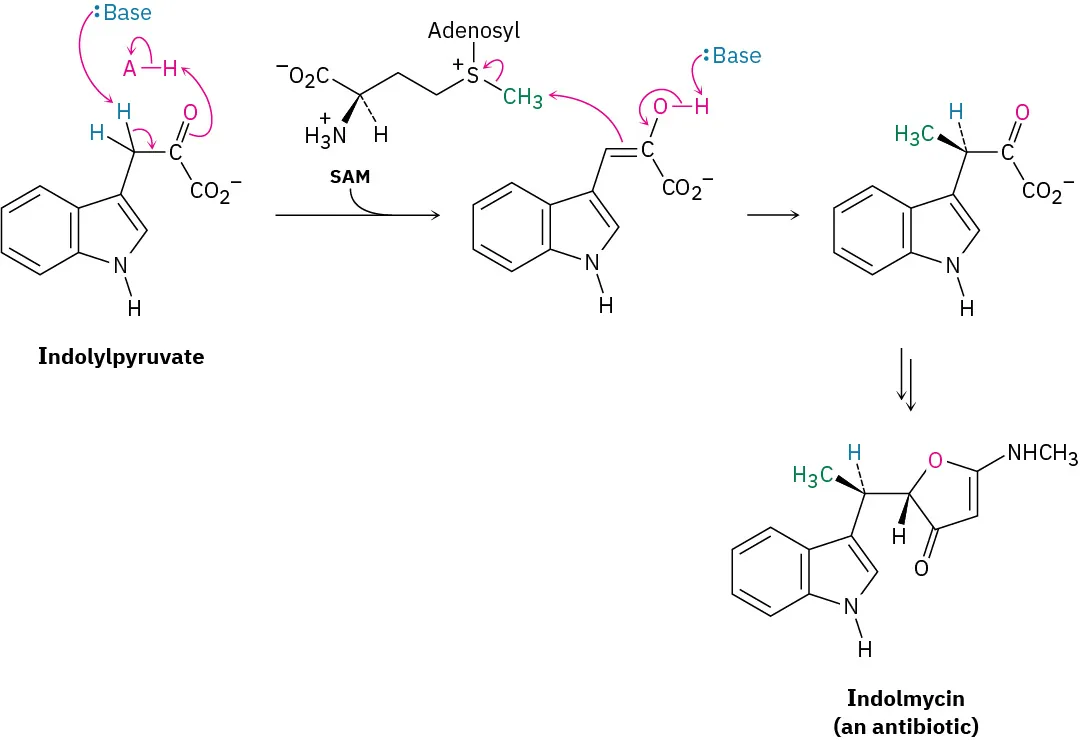 Indolylpyruvate reacts with base in the presence of S-adenosylmethionine to form two intermediates, eventually yielding indolmycin, an antibiotic.