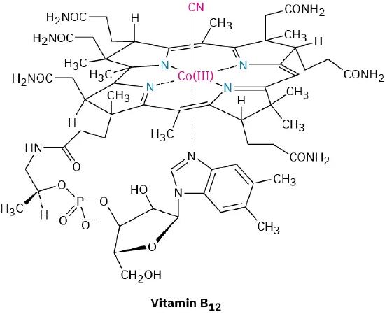 The structure of vitamin B 12.