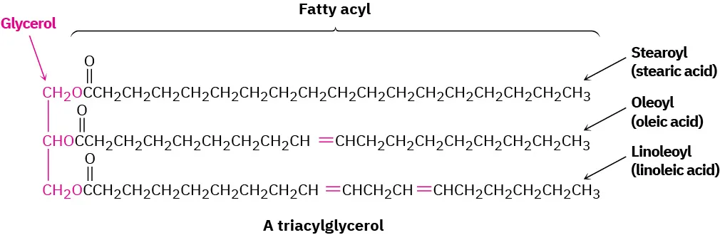 The structure of a triacylglycerol comprises stearoyl (stearic acid), oleoyl (oleic acid), and linoleoyl (linoleic acid). The glycerol and fatty acyl groups are labeled in the structure.
