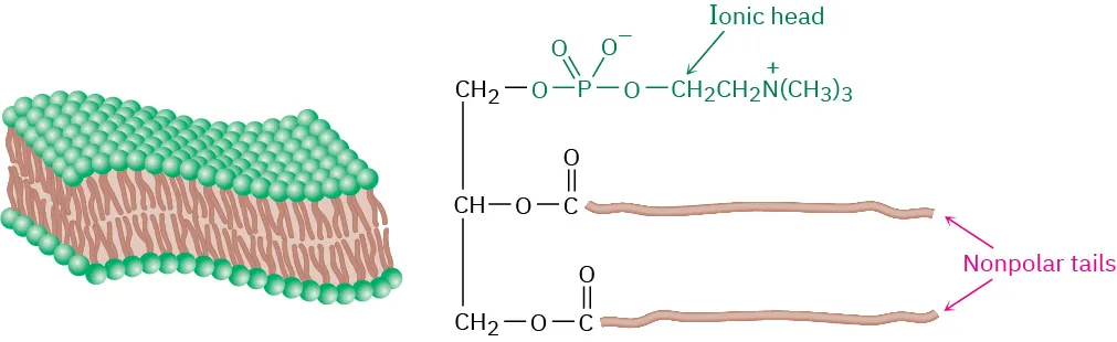 Glycerophospholipids combine with the lipid bilayer comprising a cell membrane. An arrow points to the ionic head and two nonpolar tails of the lipid bilayer.