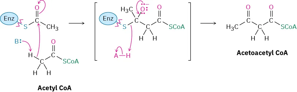 Claisen condensation of acetyl CoA and a thioacetate forms an intermediate that leads to the formation of acetoacetyl CoA.