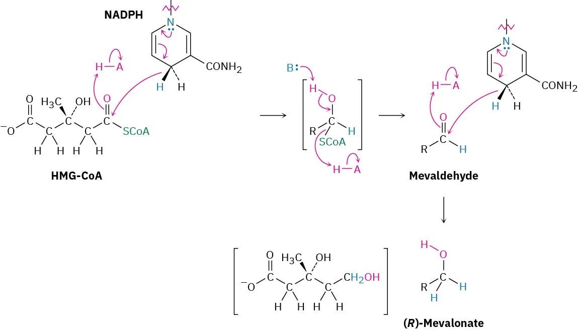 H M G CoA is reduced by two nicotinamide adenine dinucleotide phosphate hydride molecules to form an aldehyde intermediate and then (R)-mevalonate.