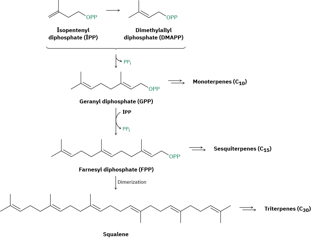 Isopentenyl diphosphate isomerizes to dimethylallyl diphosphate which forms geranyl diphosphate. Geranyl diphosphate generates monoterpenes or farnesyl diphosphate. Farnesyl diphosphate undergoes dimerization to form squalene or triterpenes.