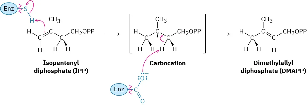Protonation of isopentenyl diphosphate leads to a carbocation that rearranges to dimethylallyl diphosphate.