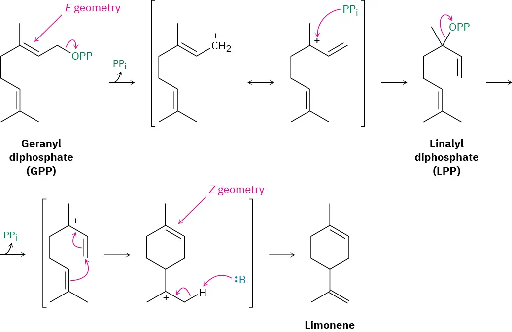 Geranyl diphosphate via an allylic carbocation forms linalyl diphosphate, which further rearranges through an allylic carbocation cyclization to form limonene.