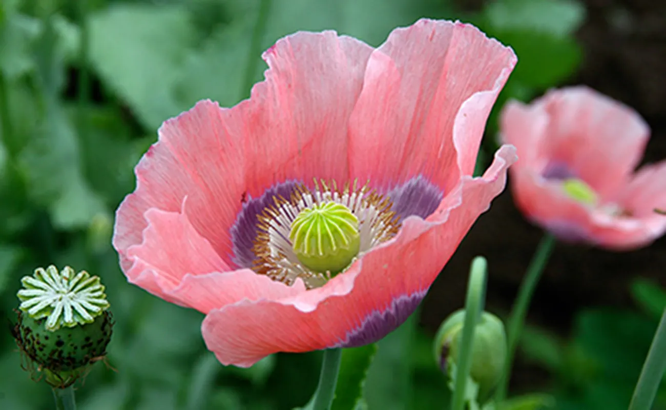 Photo of a poppy flower in bloom.