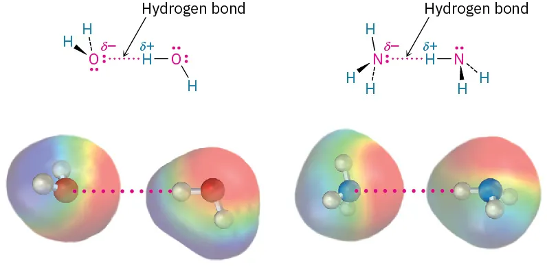 Structures and electrostatic plots depict hydrogen bonding shown by a dotted line between two water molecules and two ammonia molecules.