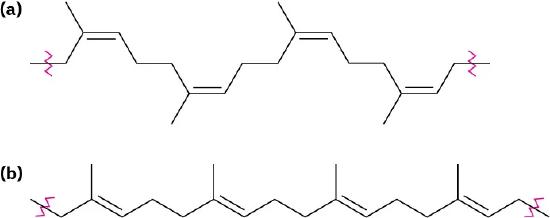 The structure of natural rubber in part a and gutta percha in part b. Both are eighteen-carbon chain with double bonds at different positions. Wavy lines denote the bond extensions.