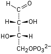 Vertically, aldehyde dashed bond carbon bond carbon dashed bond C H 2 phosphate. C 2 has hydrogen (left), hydroxyl on wedges, C 3 has hydroxyl (left), hydrogen on wedges.