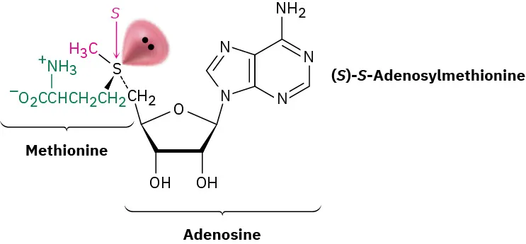 The structure of (S)-S-adenosylmethionine. The S atom in methionine group is labeled S. The ribose and adenine rings are collectively labeled adenosine.