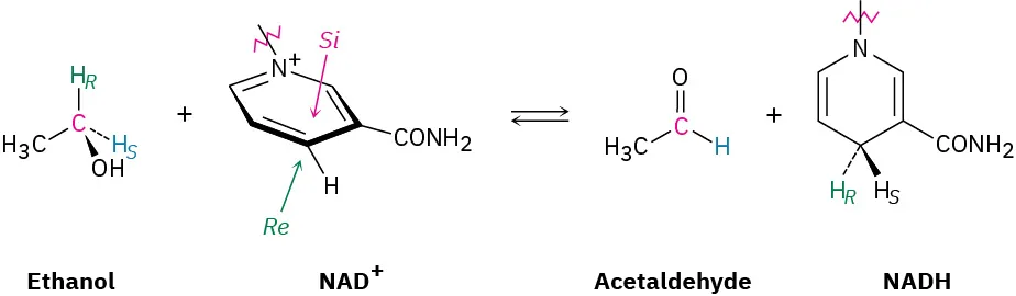 The figure shows a reversible reaction where ethanol reacts with N A D superscript plus to form acetaldehyde and N A D H.