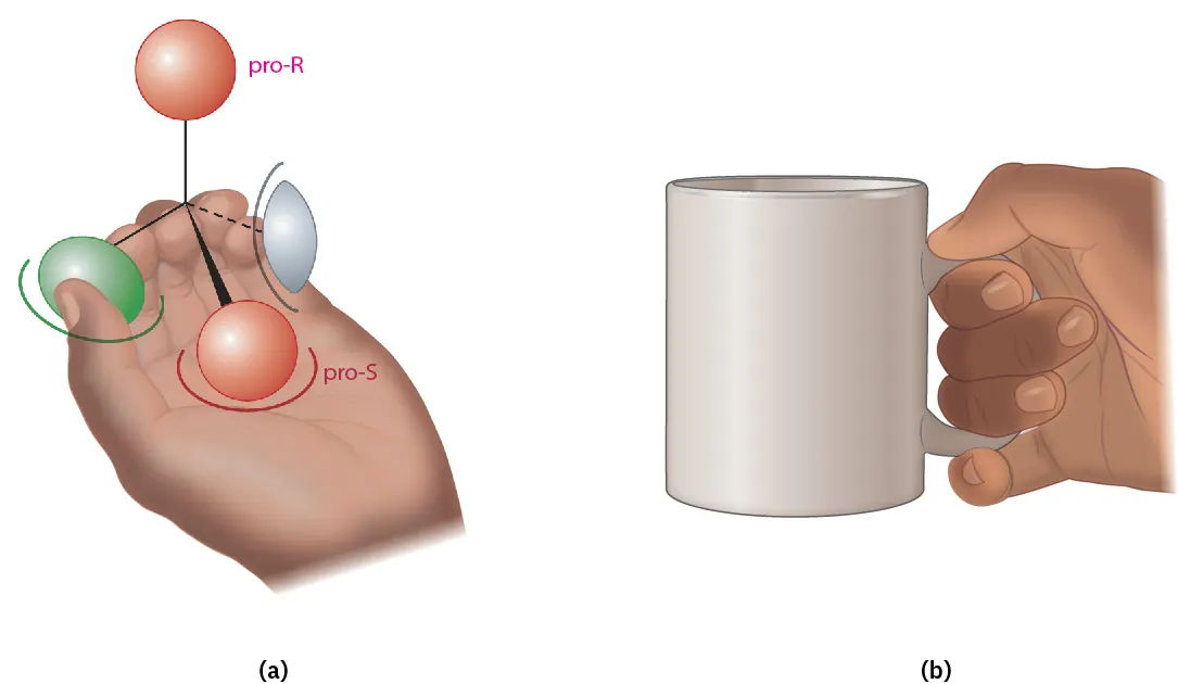 Left hand holding molecule; red spheres pointing upward (pro-R) and toward wrist (pro-S), green toward thumb, white toward pinkie. Separately, a right hand holding a coffee mug by the handle.