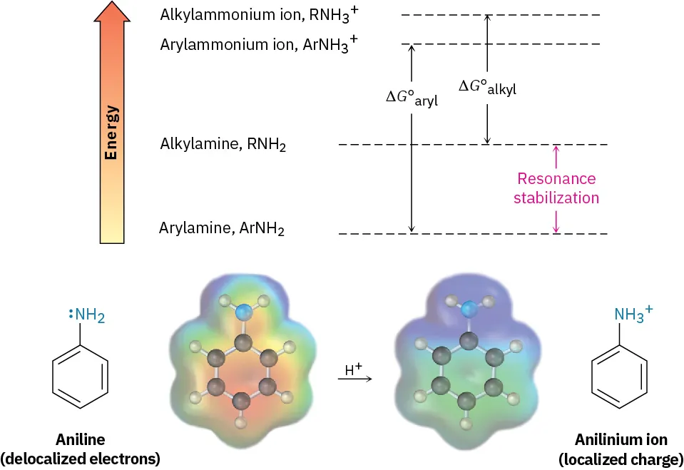 The energy levels of four compounds, arylamine, alkylamine, aryl ammonium ion, and alkyl ammonium ion in increasing order. Aniline reacts with hydrogen ion to form anilinium ion.