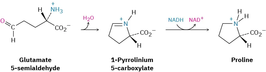 Glutamate-5-semialdehyde releases water to form 1-pyrrolinium-5-carboxylate. This reacts to form proline as nicotinamide adenine dinucleotide hydrogen converts to nicotinamide adenine dinucleotide cation.