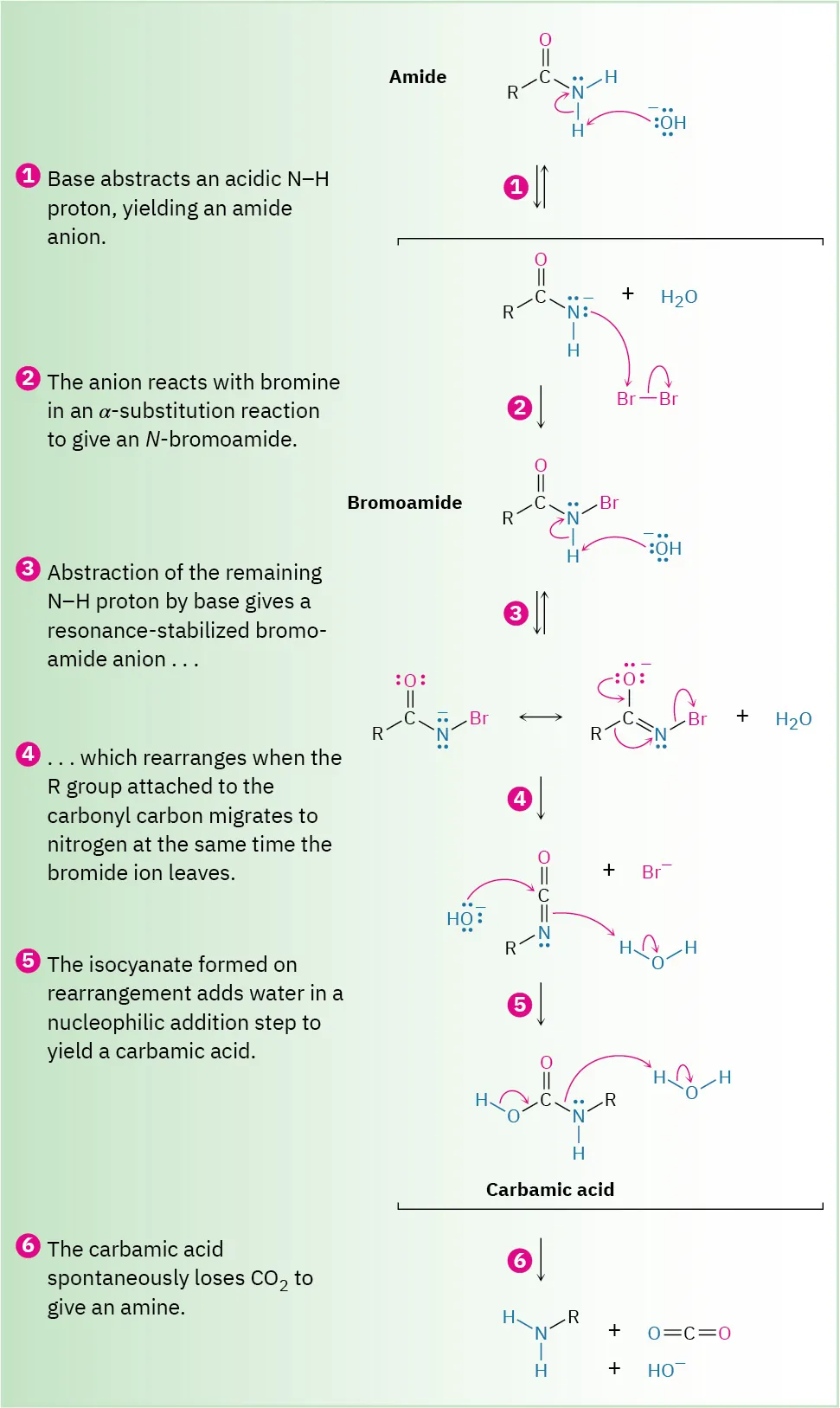 A six-step mechanism shows a Hoffman rearrangement, where an amide reacts with hydroxide ion, bromine, and water to form an amine.