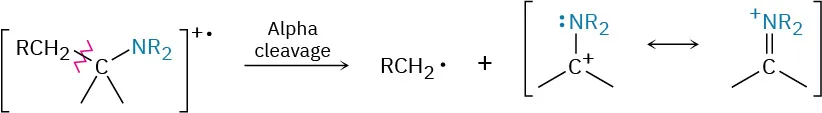 Alkyl amines undergo alpha cleavage to form a radical and carbocation with two reversible resonance forms enclosed inside parentheses.