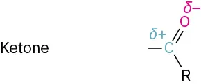 Ketone has carbon with an open single bond and a partial positive charge bonded to another carbon and double bonded to oxygen with a partial negative charge.