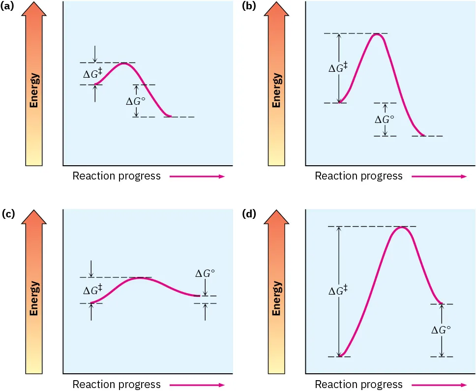 6.10 Describing a Reaction Energy Diagrams and Transition States
