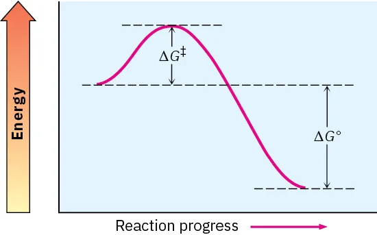 Energy diagram with small activation barrier to transition state, large net negative delta G naught.